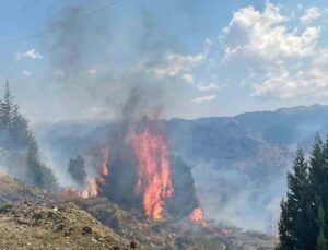 Alanya’da makilik alanda çıkan yangın ormana sıçramadan söndürüldü