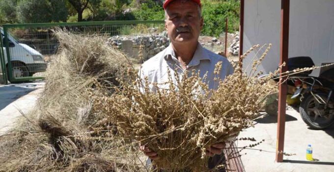 Torosların şifa dağıtan adamı