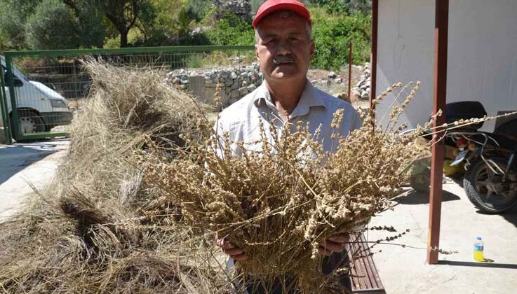 Torosların şifa dağıtan adamı