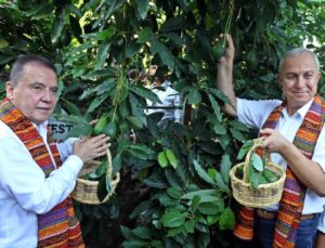 Foodfest Antalya Uluslararası Gastronomi Festivali kapsamında avokado ve mango hasadı yapıldı