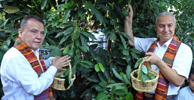 Foodfest Antalya Uluslararası Gastronomi Festivali kapsamında avokado ve mango hasadı yapıldı