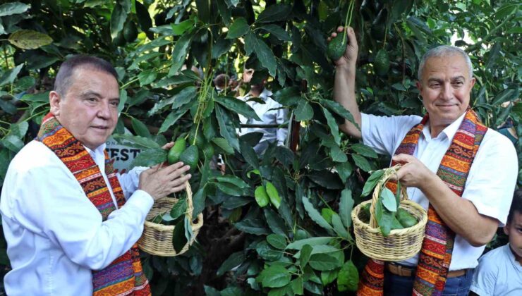 Foodfest Antalya Uluslararası Gastronomi Festivali kapsamında avokado ve mango hasadı yapıldı