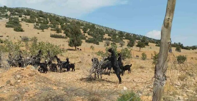 Meyveli Antep fıstığı fidanları keçilere yem oldu