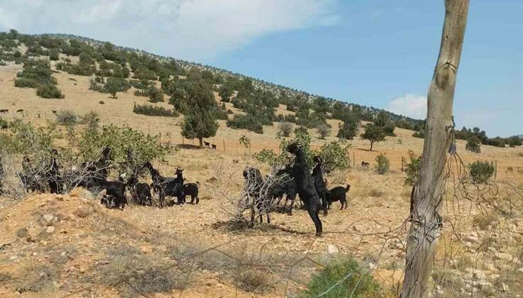 Meyveli Antep fıstığı fidanları keçilere yem oldu