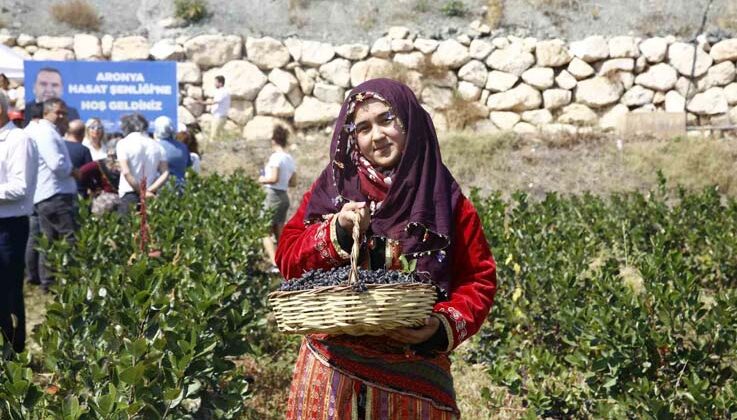 Antalya’da aronya hasadı başladı