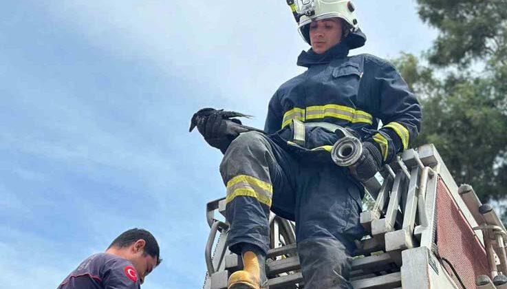 Ayağına misina dolanıp ağaçta mahsur kalan karga kurtarıldı