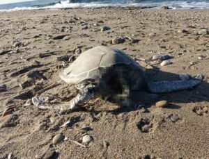 Alanya’da son bir haftada iki caretta caretta ölü bulundu