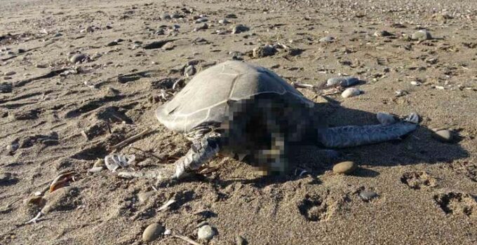 Alanya’da son bir haftada iki caretta caretta ölü bulundu