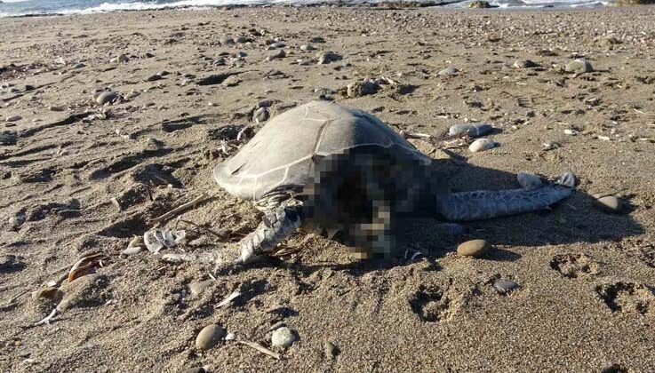 Alanya’da son bir haftada iki caretta caretta ölü bulundu