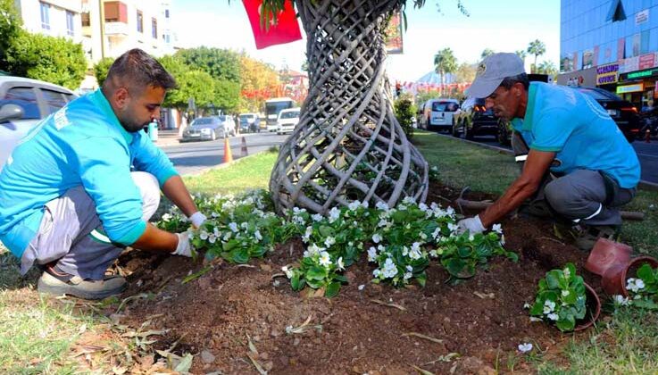 Alanya belediyesi mevsimlik çiçek dikimlerine başladı