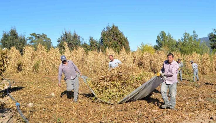 Çandır fasulyesinin hasat zamanı