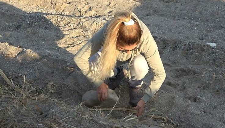 Sahildeki kum zambaklarına iş makineli tahribat