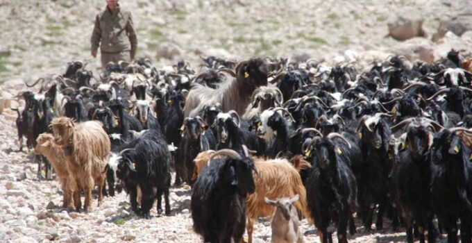 Antalya’da Yörüklerin yayladan dönüşü başladı