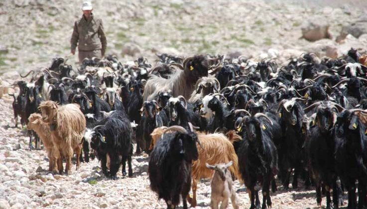 Antalya’da Yörüklerin yayladan dönüşü başladı