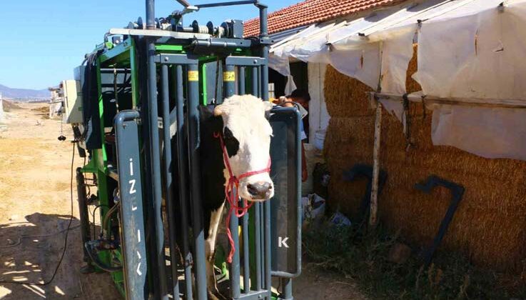 Büyükbaş hayvanların tırnak bakımı Büyükşehir’den