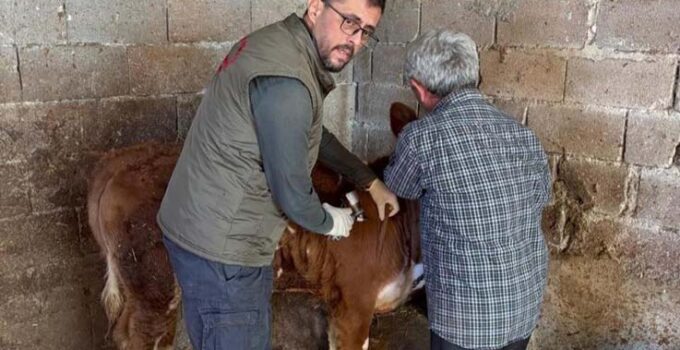 Gazipaşa’da hayvan sağlığı için aşılama seferberliği