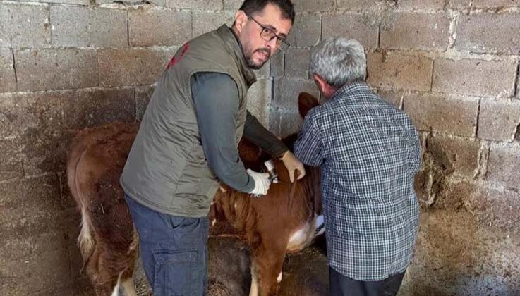 Gazipaşa’da hayvan sağlığı için aşılama seferberliği