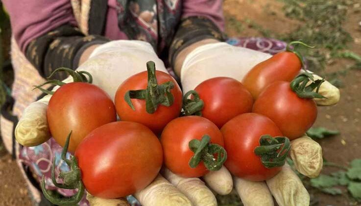 Halde işlem gören domates miktarı düştü, fiyat arttı