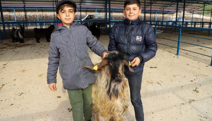 Alanya kurban pazarı açıldı