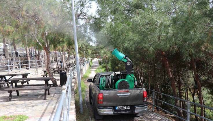 Alanya Belediyesi çam kese böceğine önlem aldı