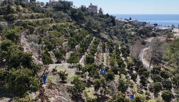 Kilogramı 200 TL’den satılan Avokadolar Alanya’da üreticilerin yüzünü güldürdü